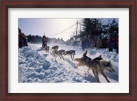 Framed Sled Dog Team Starting Their Run on Mt Chocorua, New Hampshire, USA