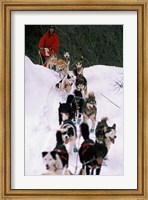 Framed Dog Sled Racing in the 1991 Iditarod Sled Race, Alaska, USA