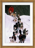 Framed Dog Sled Racing in the 1991 Iditarod Sled Race, Alaska, USA