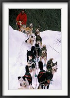 Framed Dog Sled Racing in the 1991 Iditarod Sled Race, Alaska, USA