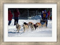 Framed Sled Dog Team, New Hampshire, USA