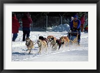 Framed Sled Dog Team, New Hampshire, USA