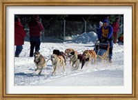 Framed Sled Dog Team, New Hampshire, USA