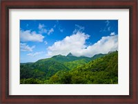 Framed Puerto Rico, El Yunque National Forest, Rainforest