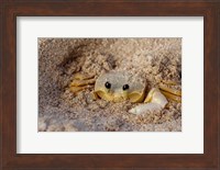 Framed Emerald Beach Sand Crab, Lindergh Bay, St Thomas, US Virgin Islands, Caribbean