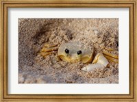 Framed Emerald Beach Sand Crab, Lindergh Bay, St Thomas, US Virgin Islands, Caribbean