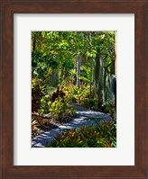 Framed Nature Trail in Charlestown on Nevis, West Indies