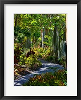 Framed Nature Trail in Charlestown on Nevis, West Indies