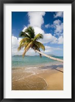 Framed Coconut Grove Beach, Cades Bay, St Kitts, Caribbean