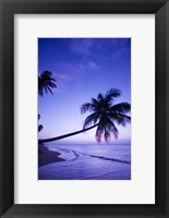 Framed Palm tree, Coconut Grove beach, Cade's Bay, Caribbean