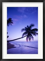 Framed Palm tree, Coconut Grove beach, Cade's Bay, Caribbean