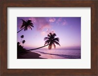 Framed Palm Trees at Sunset, Coconut Grove Beach at Cade's Bay, Nevis, Caribbean