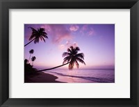 Framed Palm Trees at Sunset, Coconut Grove Beach at Cade's Bay, Nevis, Caribbean