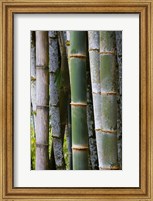 Framed Bamboo, Jardin De Balata, Martinique, French Antilles, West Indies