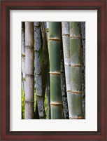 Framed Bamboo, Jardin De Balata, Martinique, French Antilles, West Indies