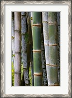 Framed Bamboo, Jardin De Balata, Martinique, French Antilles, West Indies