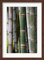 Framed Bamboo, Jardin De Balata, Martinique, French Antilles, West Indies