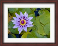 Framed Blue Water Lily, Jardin De Balata, Martinique, French Antilles, West Indies