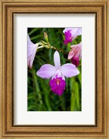 Framed MARTINIQUE, West Indies Bamboo orchid, Balata Garden