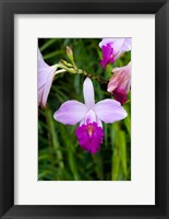 Framed MARTINIQUE, West Indies Bamboo orchid, Balata Garden