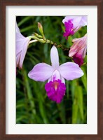 Framed MARTINIQUE, West Indies Bamboo orchid, Balata Garden