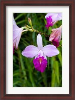 Framed MARTINIQUE, West Indies Bamboo orchid, Balata Garden