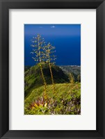Framed Martinique, West Indies, Agave on Ridge, Mt Pelee