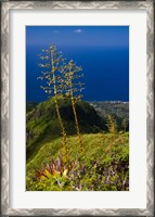 Framed Martinique, West Indies, Agave on Ridge, Mt Pelee