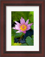 Framed Martinique, West Indies, Water lily flower