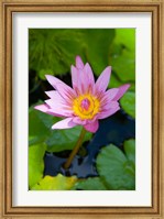 Framed Martinique, West Indies, Water lily flower