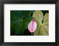 Framed Peace Lily, Jardin De Balata, Martinique, French Antilles, West Indies