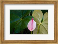 Framed Peace Lily, Jardin De Balata, Martinique, French Antilles, West Indies