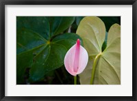 Framed Peace Lily, Jardin De Balata, Martinique, French Antilles, West Indies