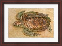 Framed St Vincent, Grenadines Old Hegg Turtle Sanctuary