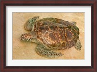 Framed St Vincent, Grenadines Old Hegg Turtle Sanctuary