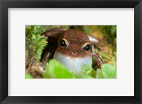 Framed Common coqui frog, El Yunque NF, Puerto Rico