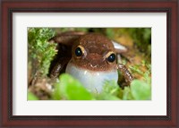 Framed Common coqui frog, El Yunque NF, Puerto Rico