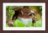 Framed Common coqui frog, El Yunque NF, Puerto Rico