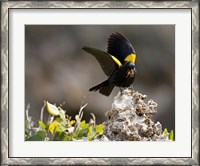 Framed Yellow shouldered blackbird, Mona Island, Puerto Rico