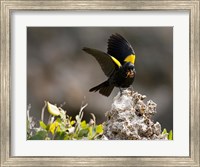 Framed Yellow shouldered blackbird, Mona Island, Puerto Rico