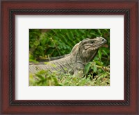 Framed Ground Iguana lizard, Pajaros, Mona Island, Puerto Rico