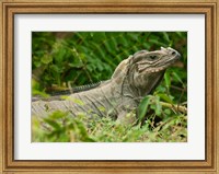 Framed Ground Iguana lizard, Pajaros, Mona Island, Puerto Rico
