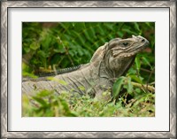 Framed Ground Iguana lizard, Pajaros, Mona Island, Puerto Rico