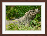 Framed Ground Iguana lizard, Pajaros, Mona Island, Puerto Rico