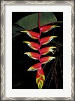 Framed Tropical Flower on Culebra Island, Puerto Rico