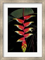 Framed Tropical Flower on Culebra Island, Puerto Rico