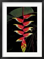 Framed Tropical Flower on Culebra Island, Puerto Rico