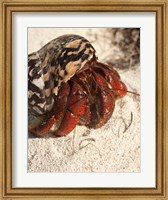 Framed Caribbean hermit crab, Mona Island, Puerto Rico