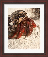 Framed Caribbean hermit crab, Mona Island, Puerto Rico