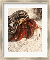 Framed Caribbean hermit crab, Mona Island, Puerto Rico